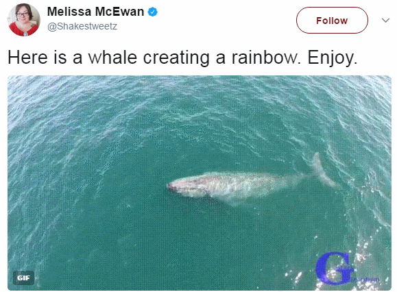 whale rainbow