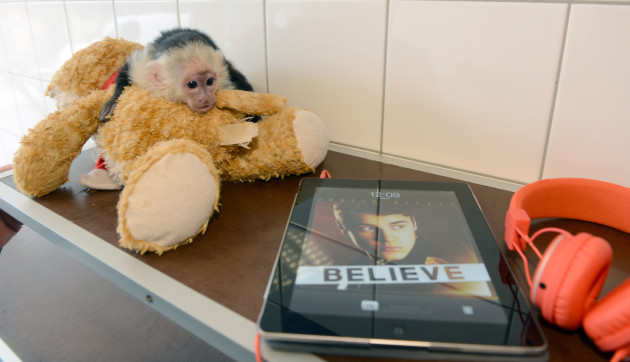 Justin Bieber's monkey at animal shelter in Munich