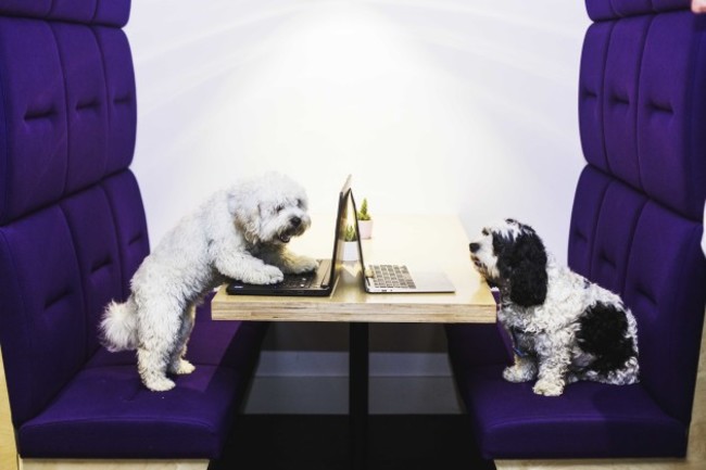 Bring Your Dog to Work Day at Iconic Offices