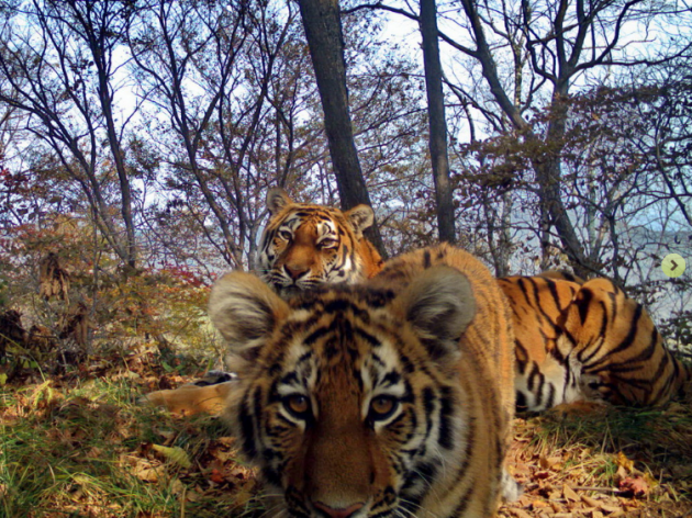 Siberian tigers 2