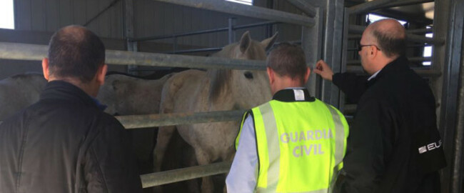 HorseSpain01