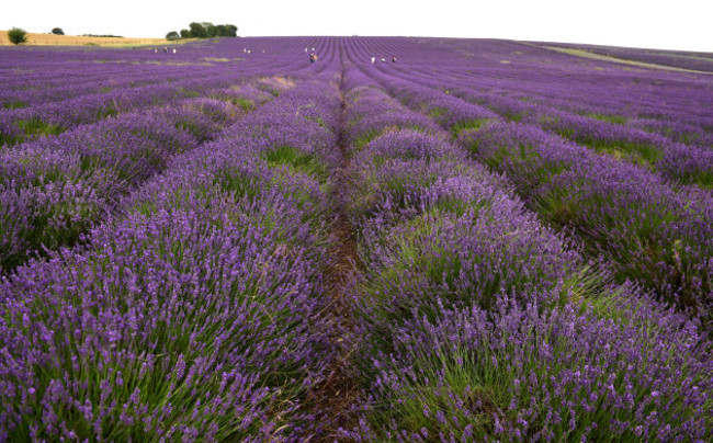 Lavender fields