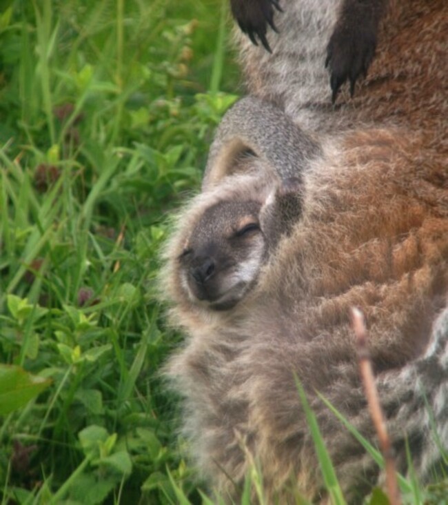 Red-necked Wallaby_Lambay Island_7th June 2015_Niall T. Keogh (1)