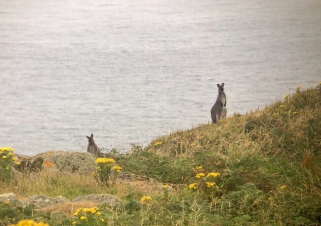 Red-necked Wallaby_Lambay Island_25th July 2017_Niall T. Keogh (2)