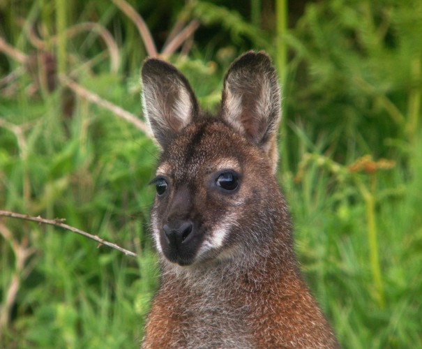 Red-necked Wallaby_Lambay Island_7th June 2015_Niall T. Keogh