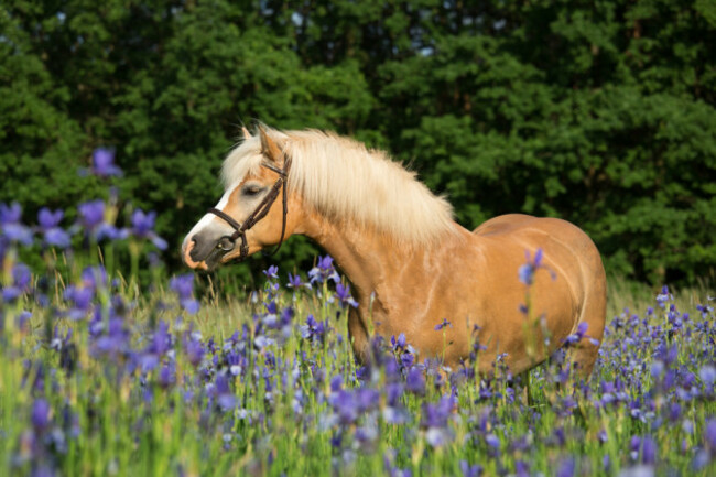 shutterstock_358690049