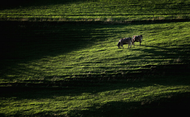 Light and shadow on a Bavarian meadow