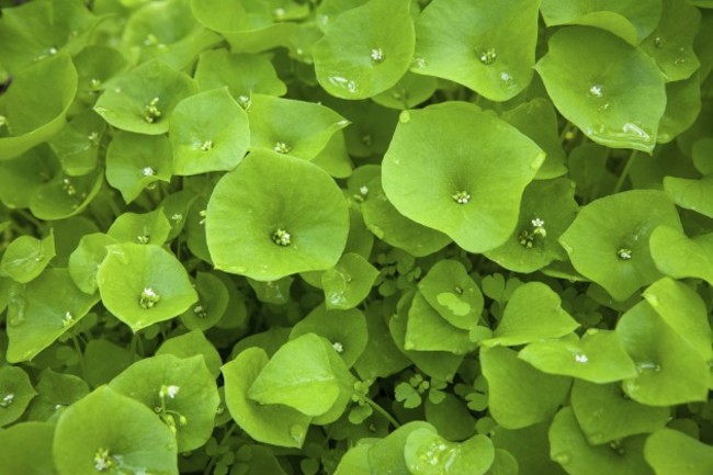 Wild Miner's Lettuce (Claytonia perfoliata) Growing In Santa Monica Mountains