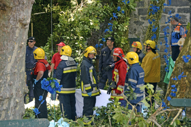 Portugal Fallen Tree