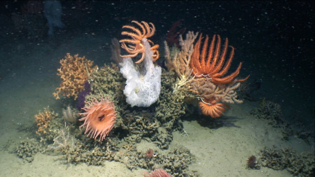 Cold Water Corals and Sponges