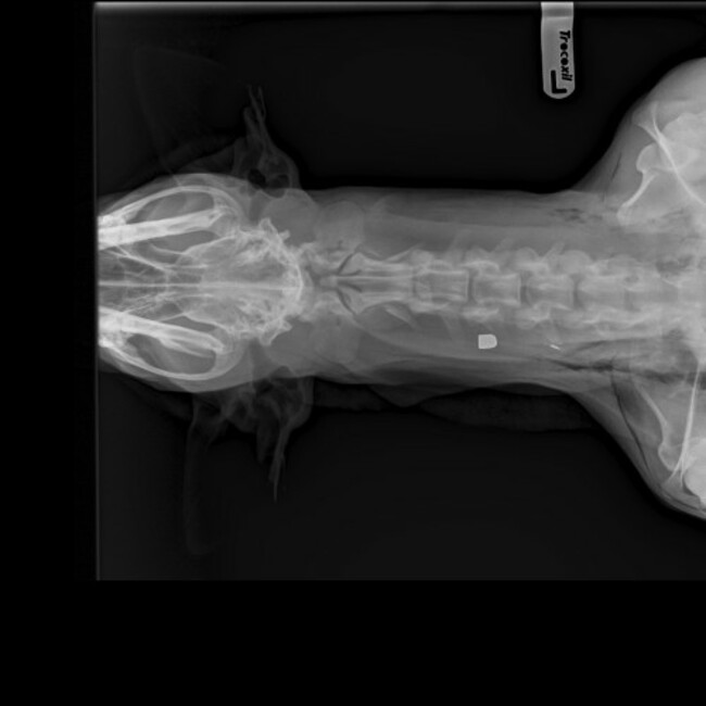 Victoria Xray of bullet