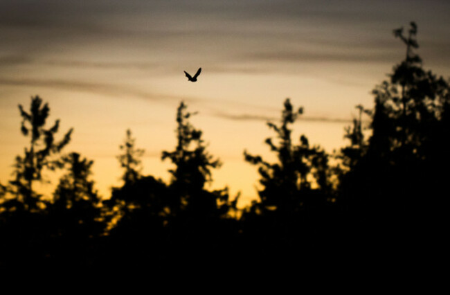 Bat in the Taunus