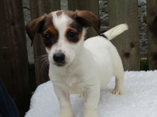ISPCA appeals for homes for large number of Jack Russell Terrier