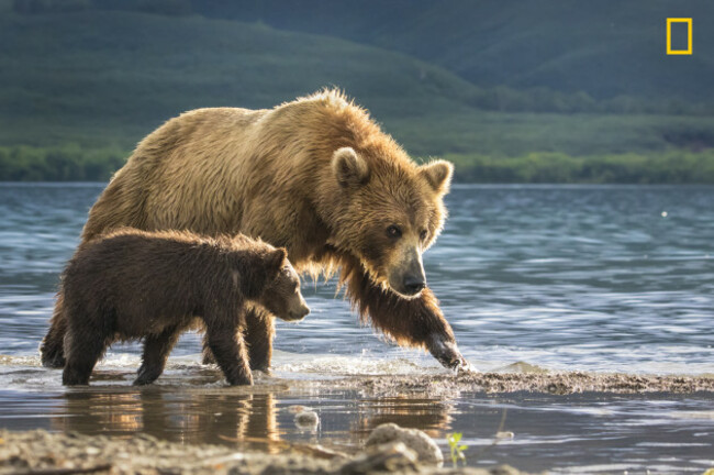 a mother bear and a cub