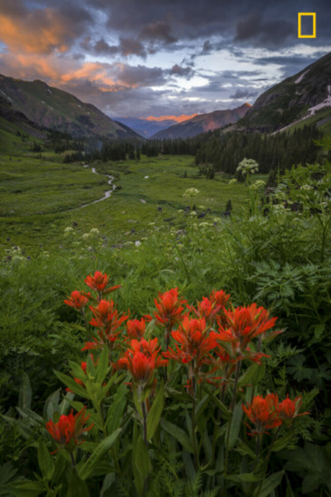 Flowers last light