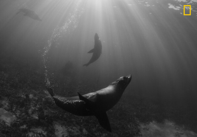 Teardrop of Seals