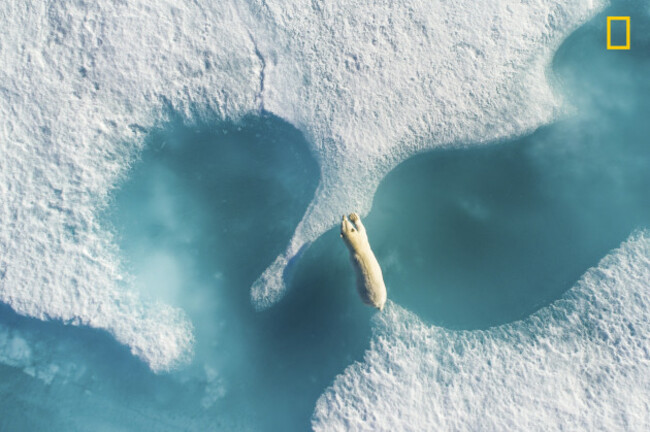 Above the Polar Bear