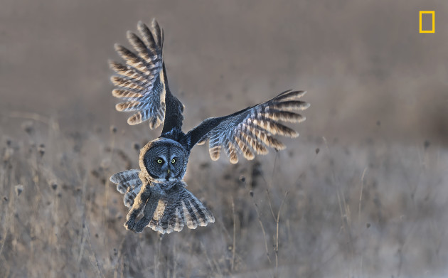 Great Gray Owl Taking Off