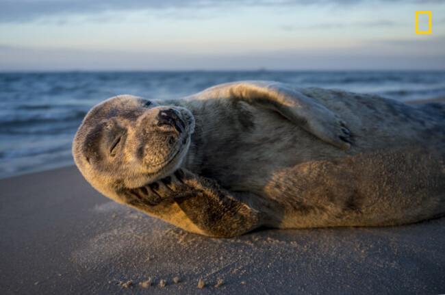 One happy seal model