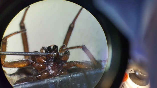 False Widow Spiders Have Invaded Ireland Over The Past 20 Years