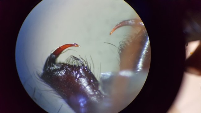 Common house spider Eratigena atrica