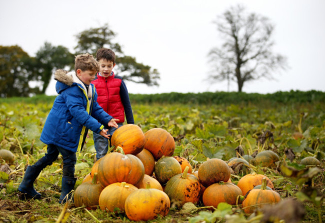 Pumpkin harvest