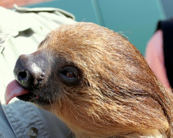 It's Friday, so here's a slideshow of sloths from around the world