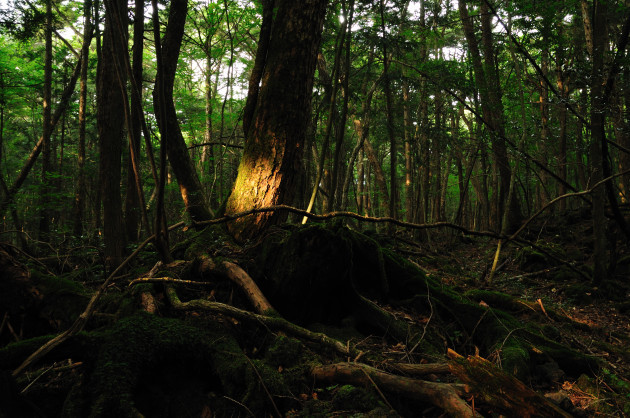 Aokigahara_forest_01