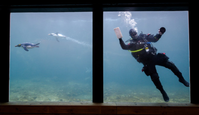 Penguin tank cleaning at Living Coasts Zoo & Aquarium