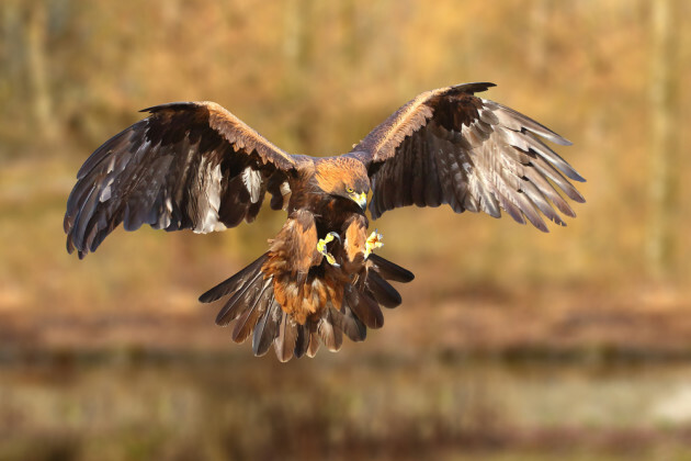 Ireland Makes Headlines In Norway When A White Tailed Eagle