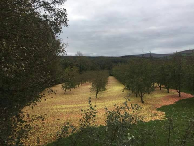 Farmers Journal orchard