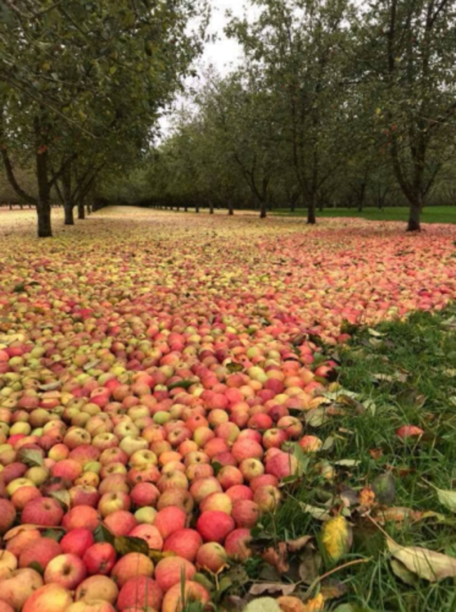 Farmers Journal orchard 2