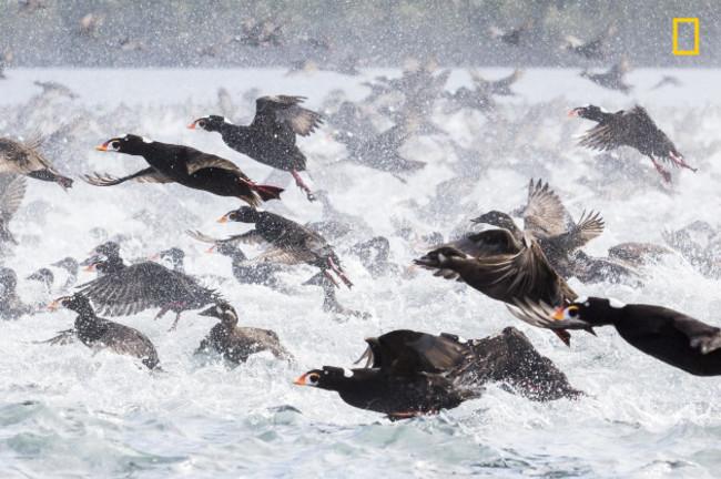 Great Bear Surf Scoters