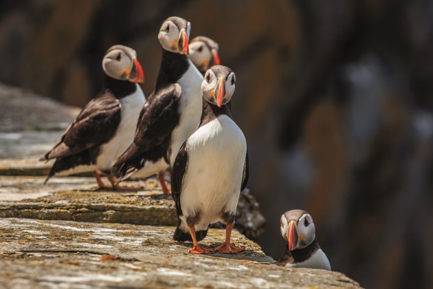 The Skelligs - Group of puffins