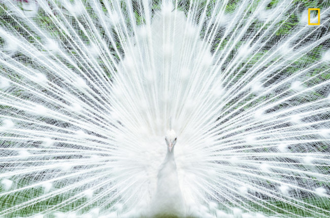 Peacock, Isola Madre