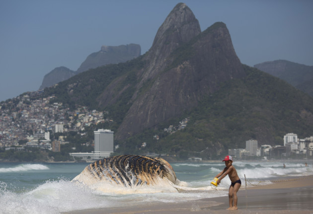 Brazil Beached Whale