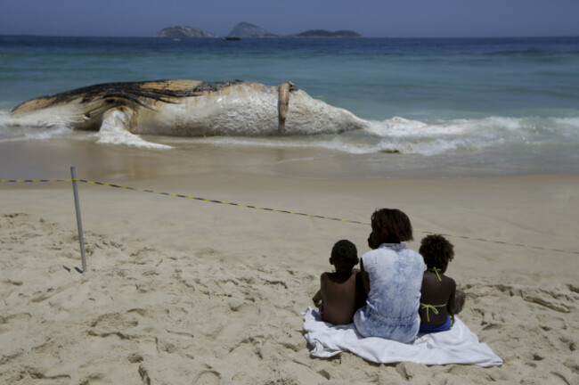 Dead Humpback Whale on the beach of Ipanema.