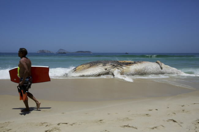 Dead Humpback Whale on the beach of Ipanema.