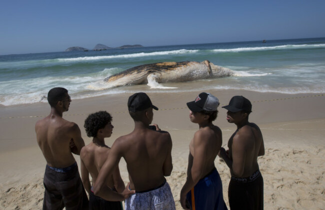 Brazil Beached Whale