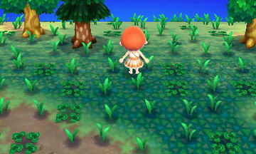 Weeds_weeds_weeds