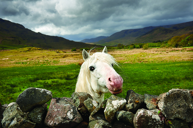 p35  Connemara pony at Finny