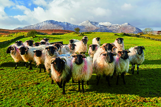 p96 In their winter coats with the Derryclare and Ben Corr mountain behind them