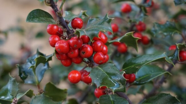 holly-tree-1030595_1280