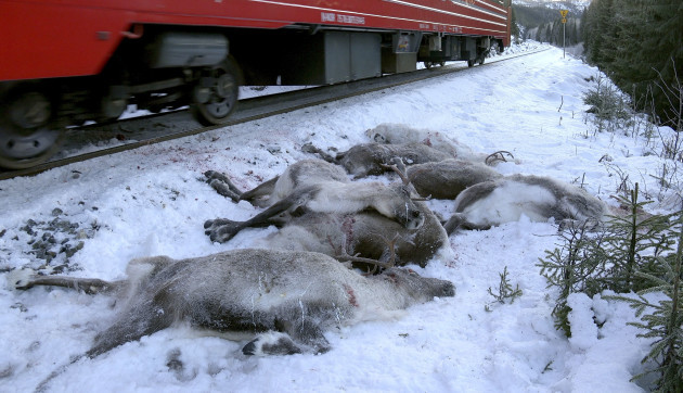 Norway Reindeer Killed