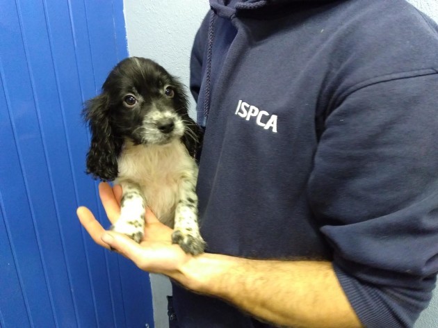 Ireland caring for seven puppies smuggled from Ireland into Wale