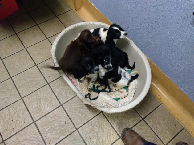 Ireland caring for seven puppies smuggled from Ireland into Wale