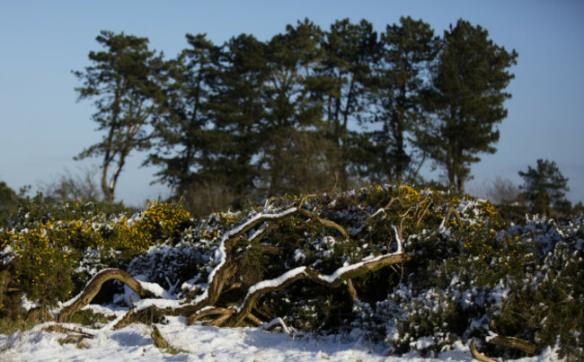 SNOW ON THE CURRAGH  758A1197_90531566