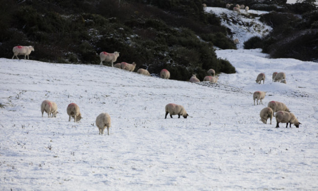 SNOW ON THE CURRAGH 58A0977_90531553