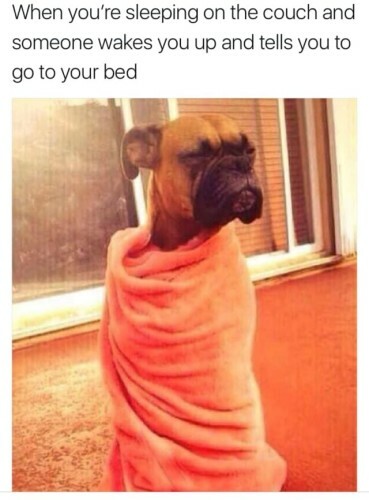 16 memes you will relate to if you love to sleep · The Daily Edge