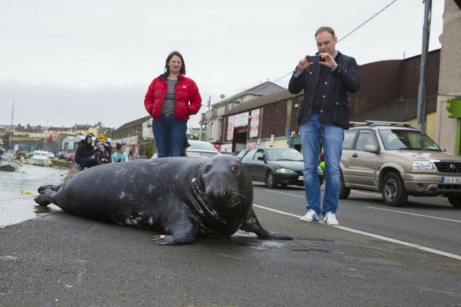 Sammy the seal Wicklow town 4